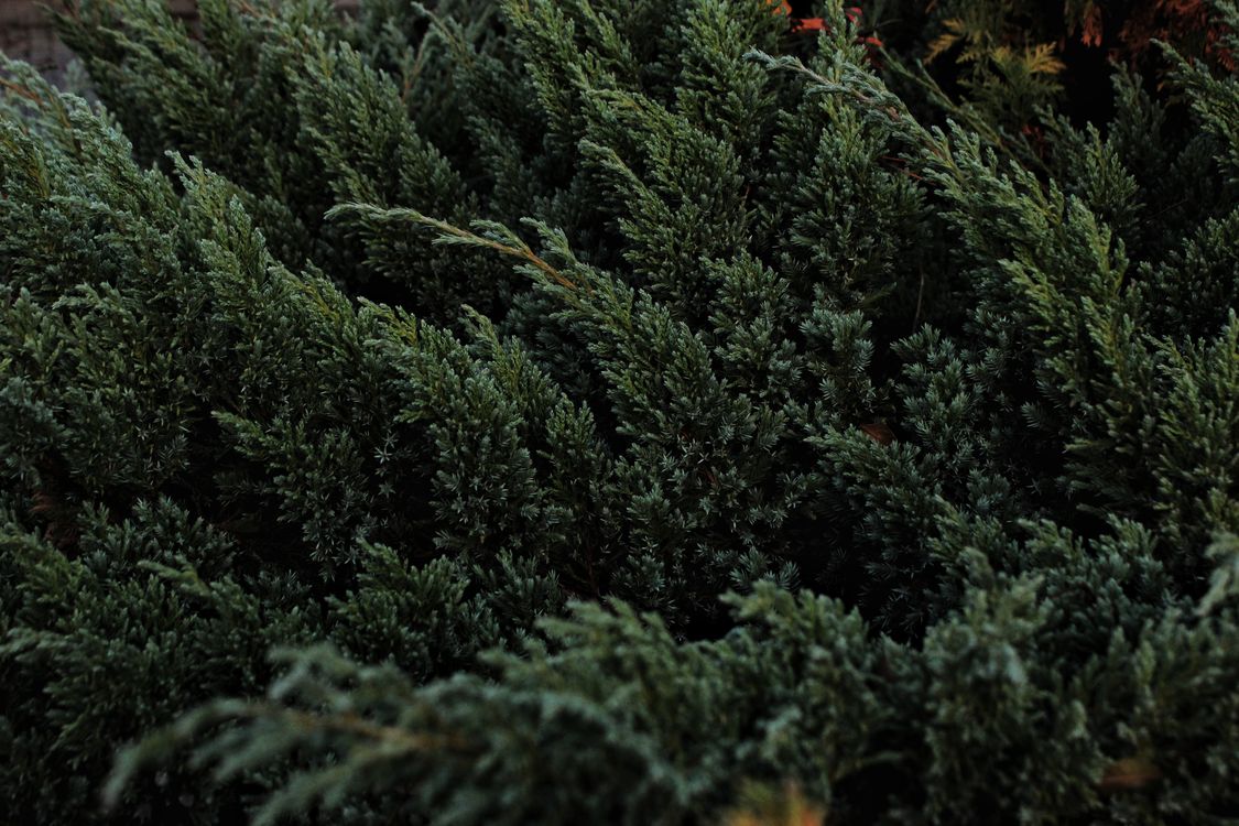 Juniperus sabina – можжевельник казацкий: посадка и уход на Северо-Западе