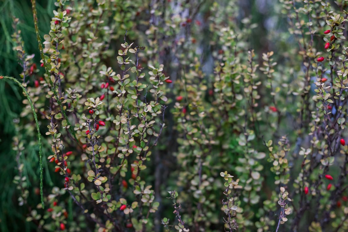 Berberis thunbergii – барбарис Тунберга в ландшафтном дизайне: сорта и уход