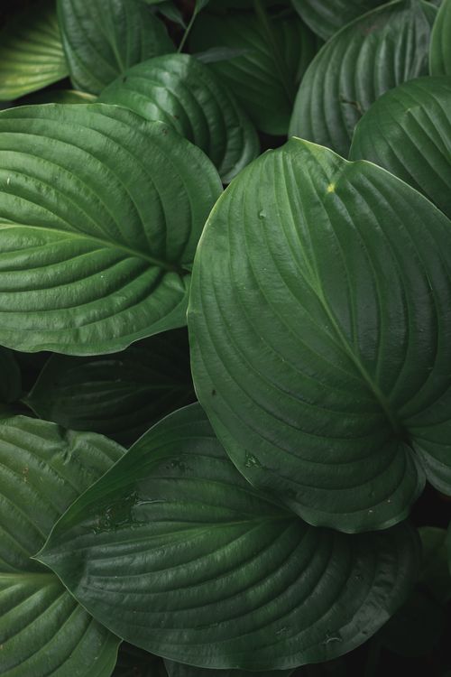 Hosta hybrida – хоста гибридная: тенелюбивые сорта для петербургских садов