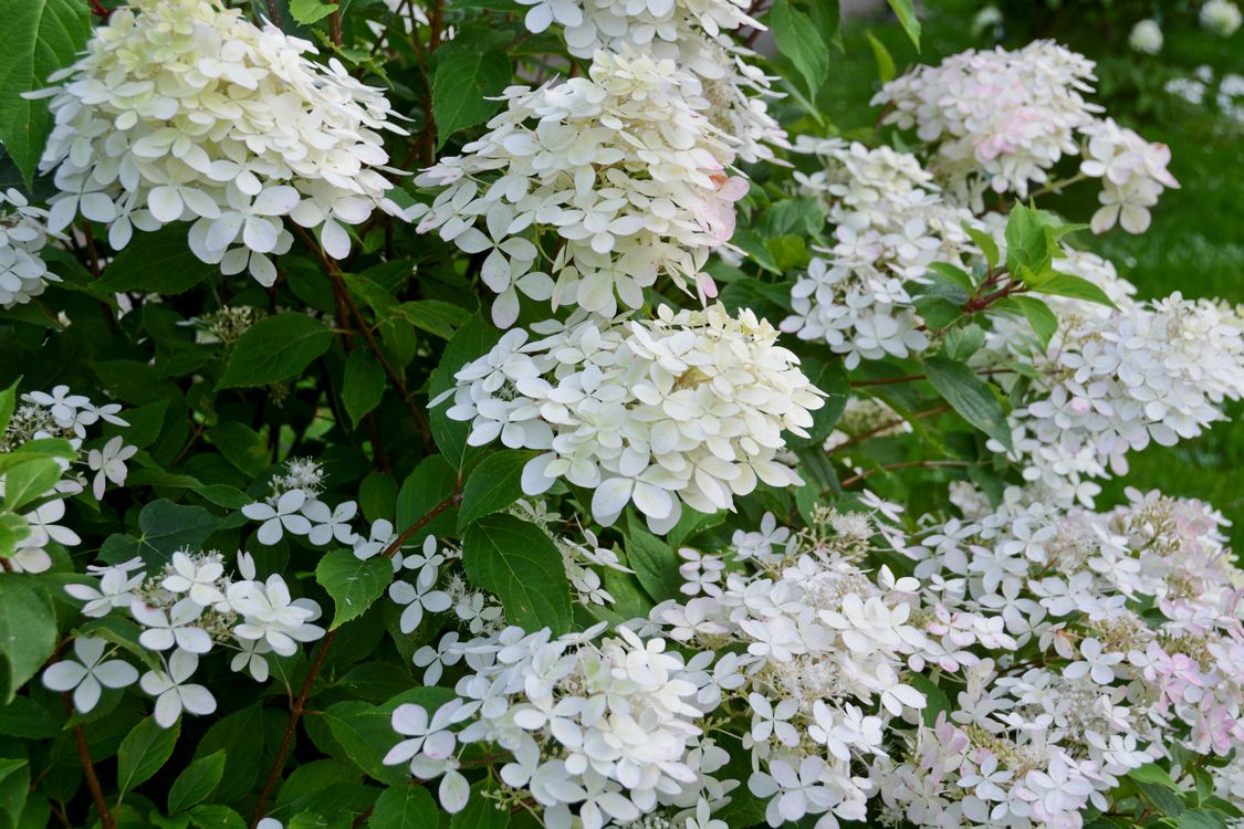 Hydrangea paniculata – гортензия метельчатая: сорта, посадка, обрезка