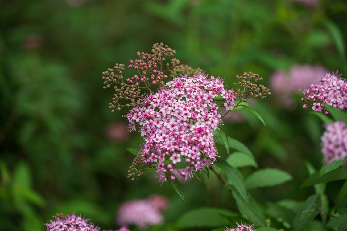 Spiraea japonica – спирея японская: живые изгороди и бордюры в садах Ленобласти