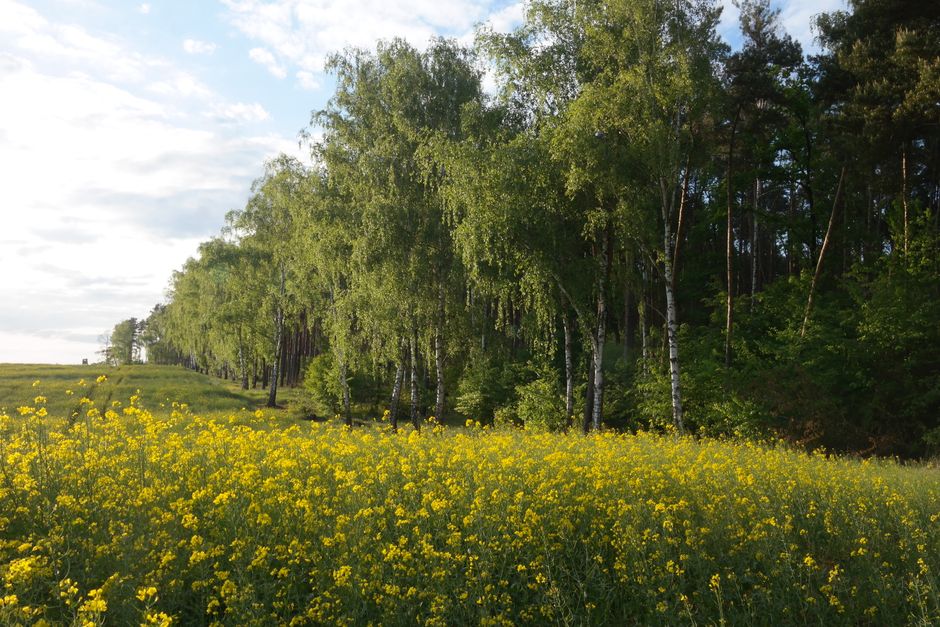 Опушки и переходы