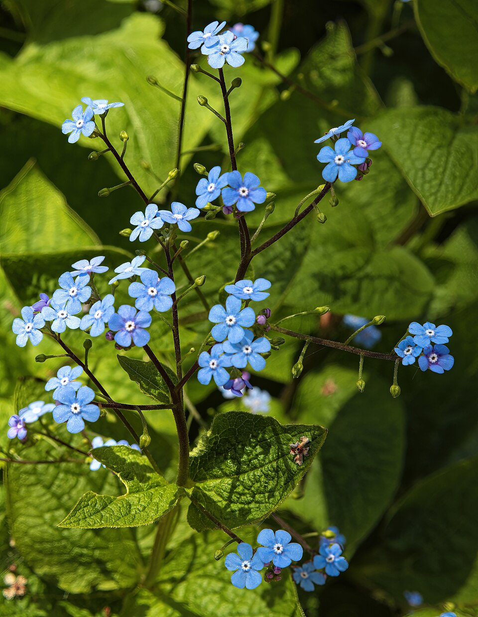 Бруннера