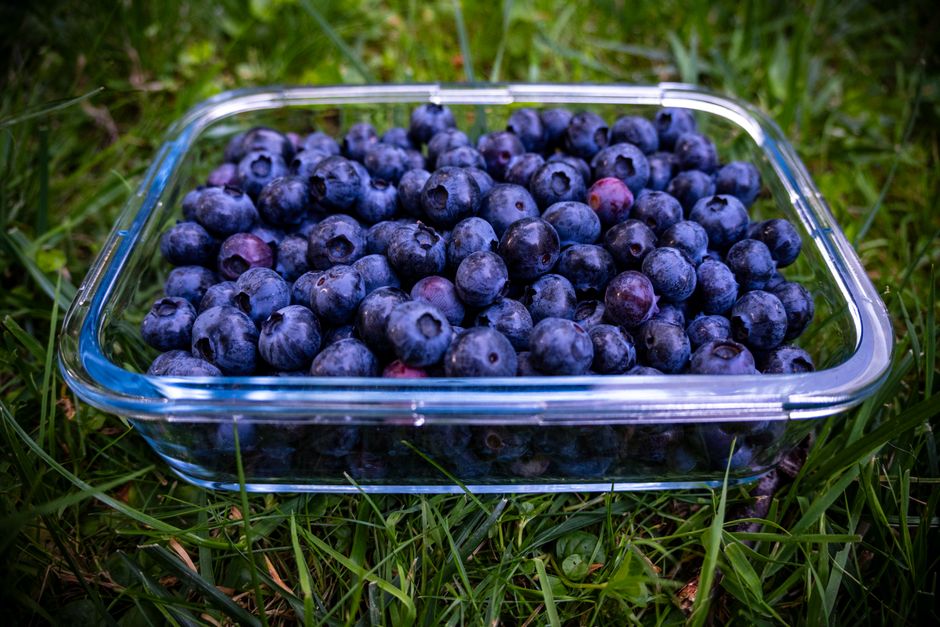 Черника