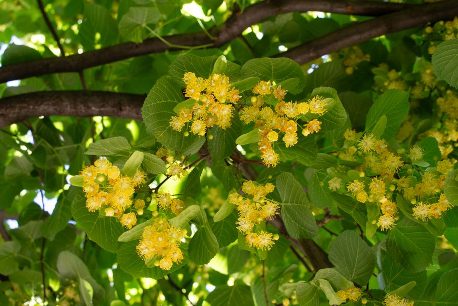 Липа сердцевидная
