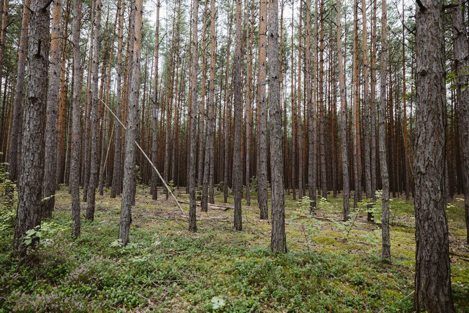 Сосна обыкновенная