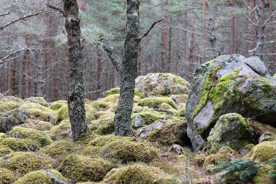Сосняк-зеленомошник