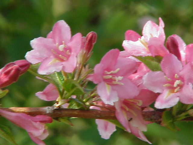 Вейгела