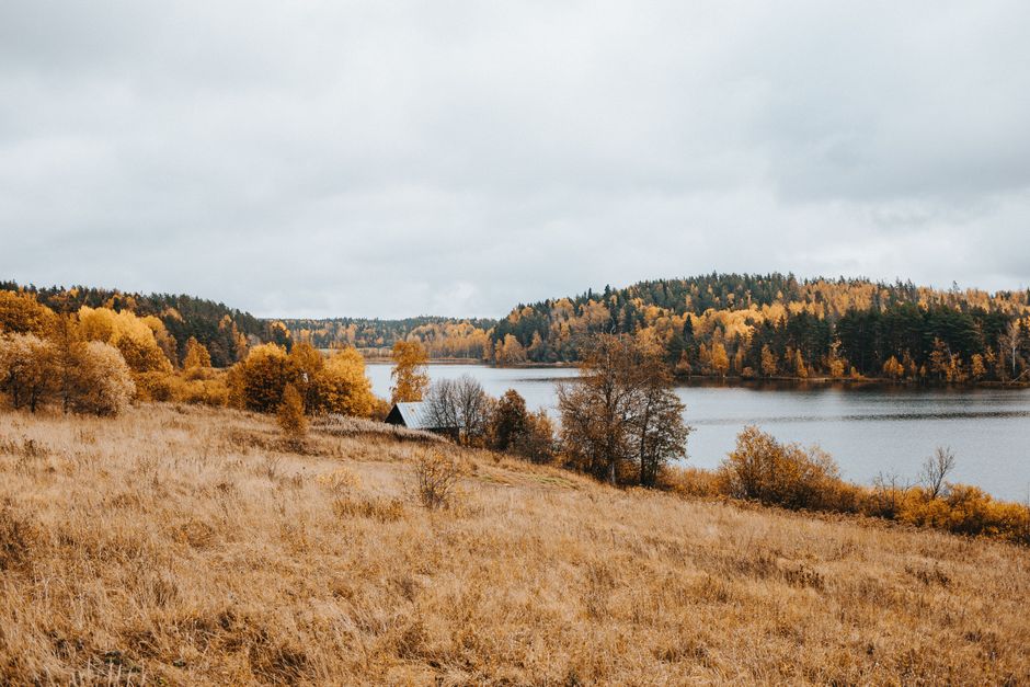 Водосбор